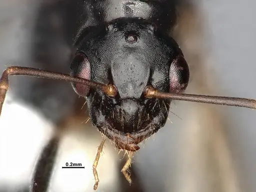 Camponotus yogi specimen CASENT4031385 image casent4031385_2
