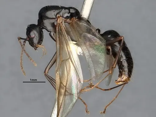 Camponotus yogi specimen CASENT4031385 image casent4031385_3