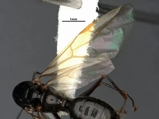 Camponotus yogi specimen CASENT4031385 image casent4031385_4