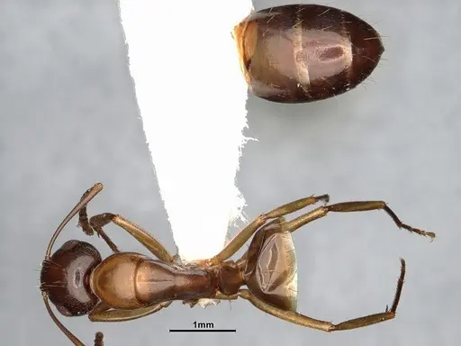 Camponotus yogi specimen LACMENT667696 image lacment667696_1