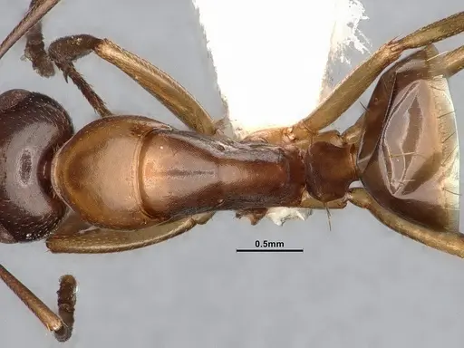 Camponotus yogi specimen LACMENT667696 image lacment667696_2