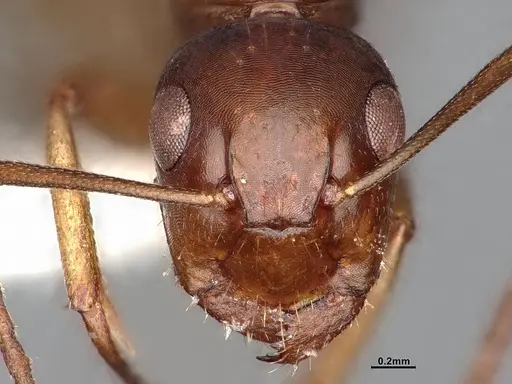 Camponotus yogi specimen LACMENT667696 image lacment667696_3