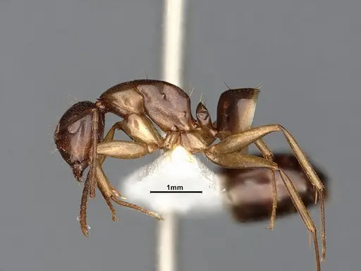 Camponotus yogi specimen LACMENT667696 image lacment667696_4