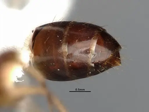 Camponotus yogi specimen LACMENT667696 image lacment667696_5