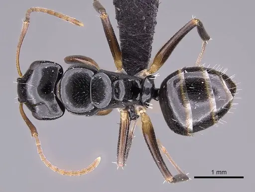 Camponotus zavo specimen CASENT0060041 image casent0060041_1