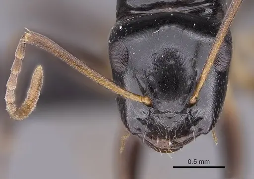 Camponotus zavo specimen CASENT0060041 image casent0060041_2
