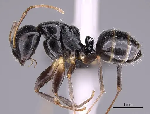 Camponotus zavo specimen CASENT0060041 image casent0060041_3