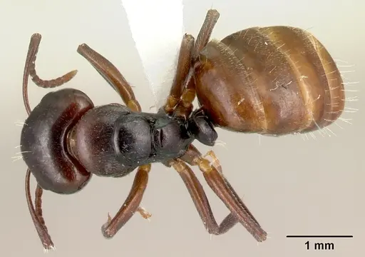 Camponotus zavo specimen CASENT0188262 image casent0188262_1