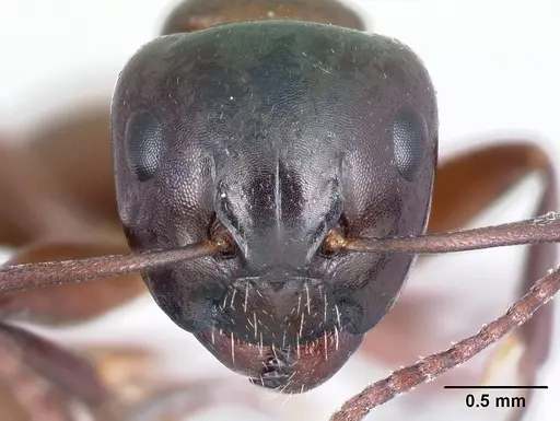 Camponotus zavo specimen CASENT0188262 image casent0188262_2