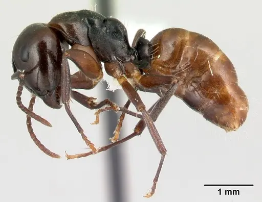 Camponotus zavo specimen CASENT0188262 image casent0188262_3