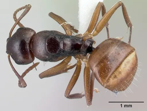 Camponotus zavo specimen CASENT0217302 image casent0217302_1