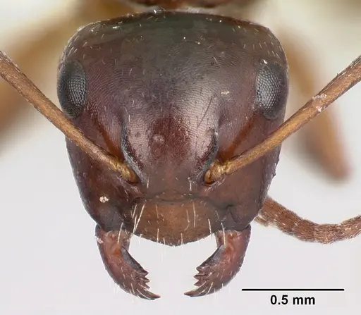 Camponotus zavo specimen CASENT0217302 image casent0217302_2