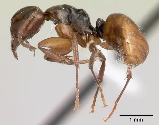 Camponotus zavo specimen CASENT0217302 image casent0217302_3