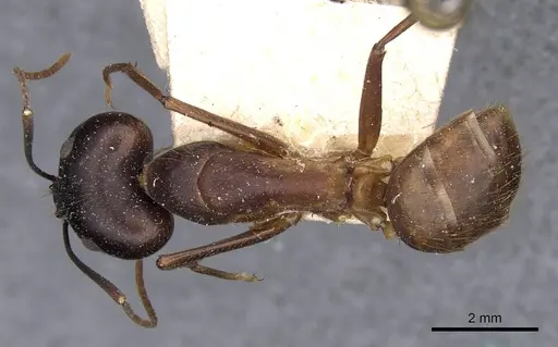 Camponotus zenon specimen CASENT0910038 image casent0910038_1
