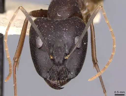 Camponotus zenon specimen CASENT0910038 image casent0910038_2