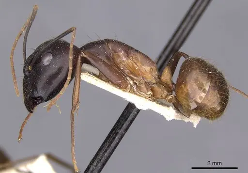 Camponotus zenon specimen CASENT0910038 image casent0910038_3