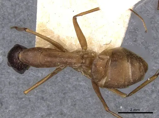 Camponotus zenon specimen CASENT0910039 image casent0910039_1