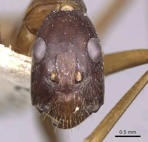 Camponotus zenon specimen CASENT0910039 image casent0910039_2