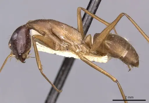 Camponotus zenon specimen CASENT0910039 image casent0910039_3