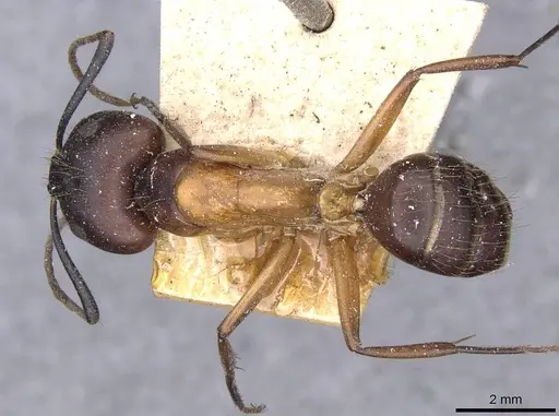 Camponotus zenon specimen CASENT0910040 image casent0910040_1