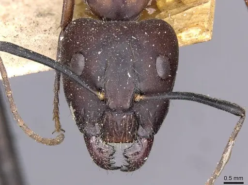 Camponotus zenon specimen CASENT0910040 image casent0910040_2