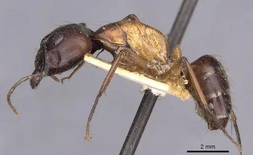 Camponotus zenon specimen CASENT0910040 image casent0910040_3