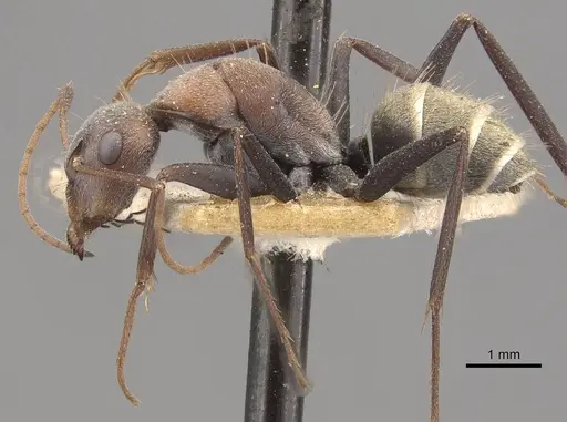Camponotus zimmermanni specimen CASENT0910330 image casent0910330_3