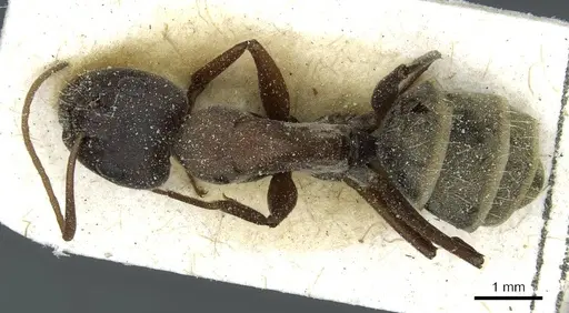 Camponotus zimmermanni specimen CASENT0911791 image casent0911791_1