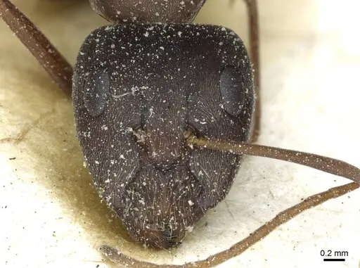 Camponotus zimmermanni specimen CASENT0911791 image casent0911791_2