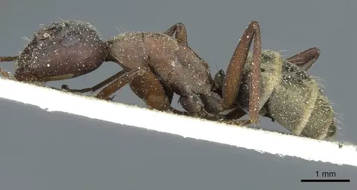 Camponotus zimmermanni specimen CASENT0911791 image casent0911791_3