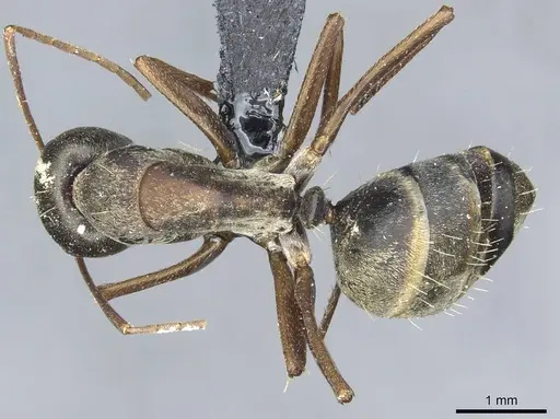 Camponotus zimmermanni specimen RMCAENT000017812 image rmcaent000017812_1