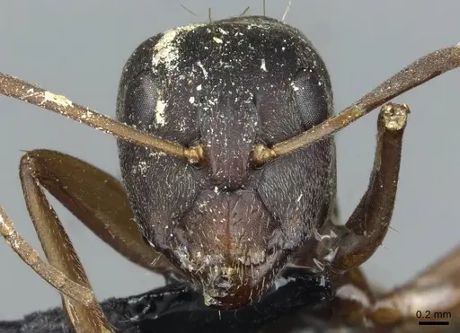 Camponotus zimmermanni specimen RMCAENT000017812 image rmcaent000017812_2