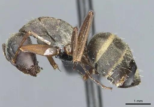 Camponotus zimmermanni specimen RMCAENT000017812 image rmcaent000017812_3