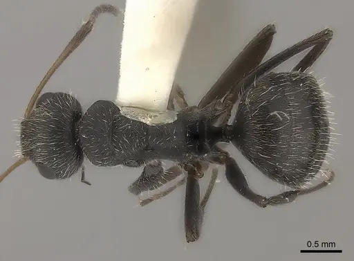 Camponotus zoc specimen CASENT0217720 image casent0217720_1