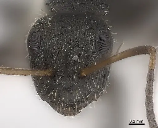 Camponotus zoc specimen CASENT0217720 image casent0217720_2