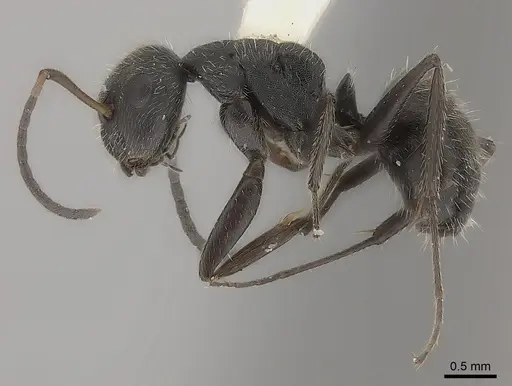Camponotus zoc specimen CASENT0217720 image casent0217720_3