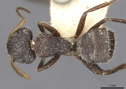 Camponotus zoc specimen CASENT0910723 image casent0910723_1