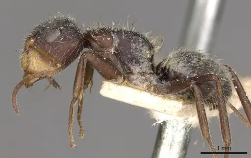 Camponotus zoc specimen CASENT0910723 image casent0910723_3