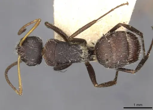 Camponotus zoc specimen CASENT0910724 image casent0910724_1