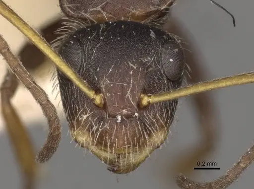 Camponotus zoc specimen CASENT0910724 image casent0910724_2