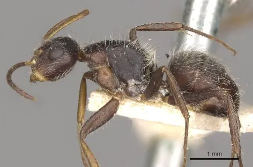 Camponotus zoc specimen CASENT0910724 image casent0910724_3