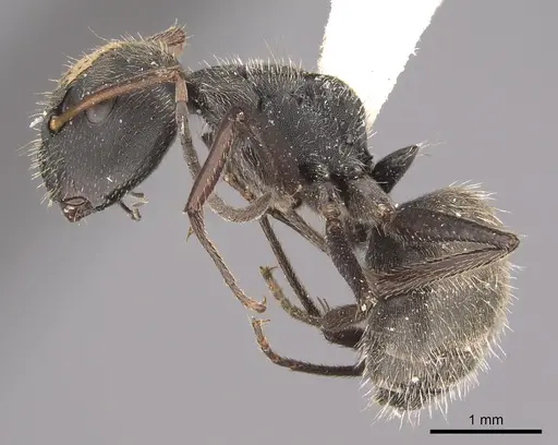 Camponotus zoc specimen CASENT0923563 image casent0923563_1