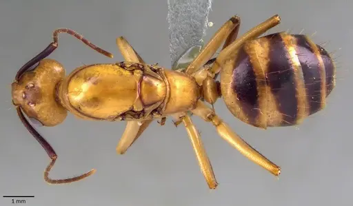 Camponotus zonatus specimen ANTWEB1041860 image antweb1041860_1