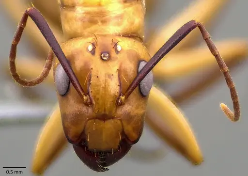 Camponotus zonatus specimen ANTWEB1041860 image antweb1041860_2