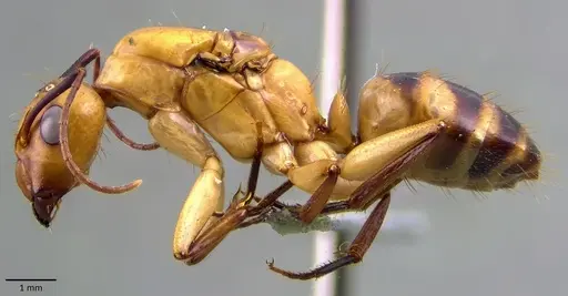 Camponotus zonatus specimen ANTWEB1041860 image antweb1041860_3
