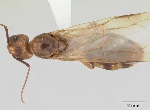 Camponotus zonatus specimen CASENT0173222 image casent0173222_1