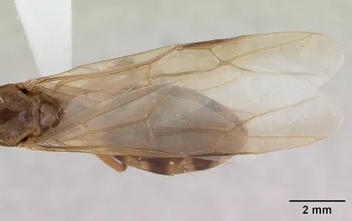 Camponotus zonatus specimen CASENT0173222 image casent0173222_2