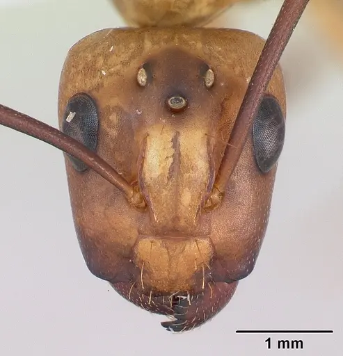 Camponotus zonatus specimen CASENT0173222 image casent0173222_3