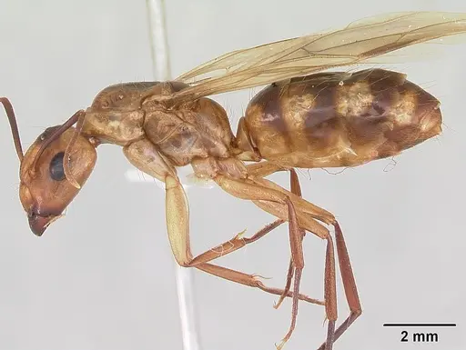 Camponotus zonatus specimen CASENT0173222 image casent0173222_4