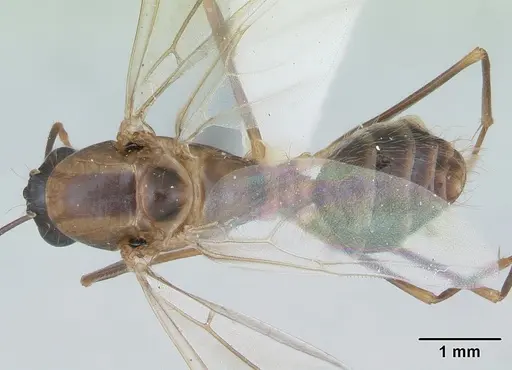 Camponotus zonatus specimen CASENT0173223 image casent0173223_1